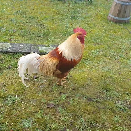 Au Bonheur Fait Maison